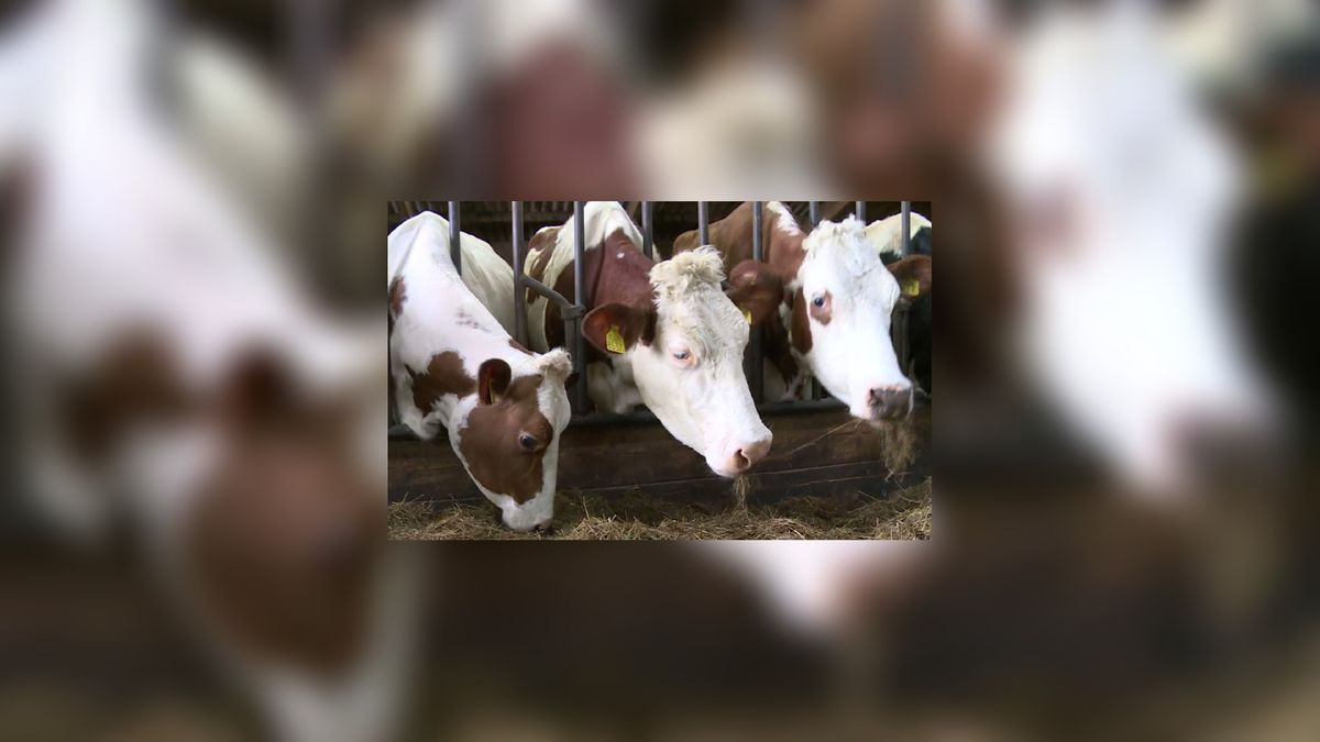 VIDEO: Afscheid van van sommige koeien doet pijn