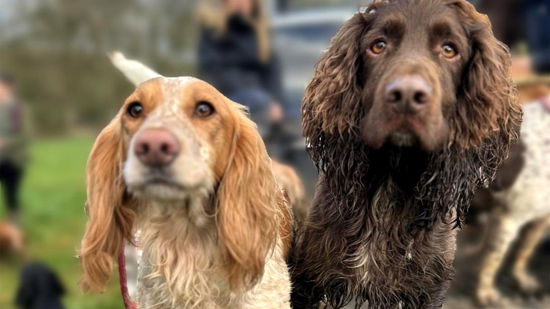 Cocker Spaniëls Erik en Mae binne wurkhûnen