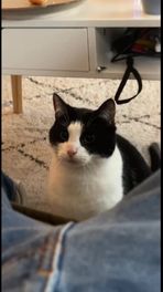 Terrorkat Assen hit op Tiktok
