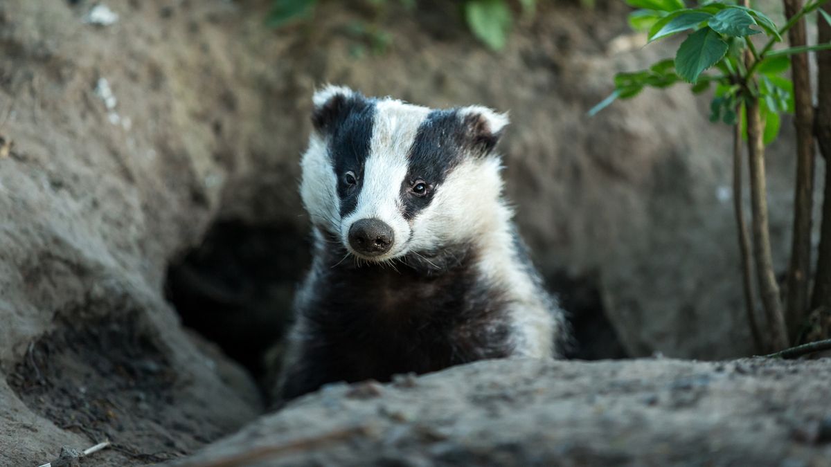 Dassenburcht maakt treinverkeer bij Koudum-Molkwerum maanden onmogelijk