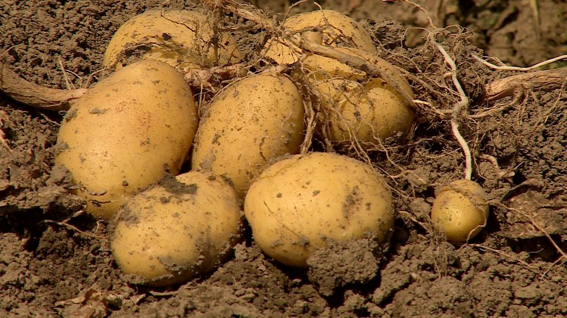 Een aardappel moet strenge tests doorstaan voor dat het een nieuw ras is