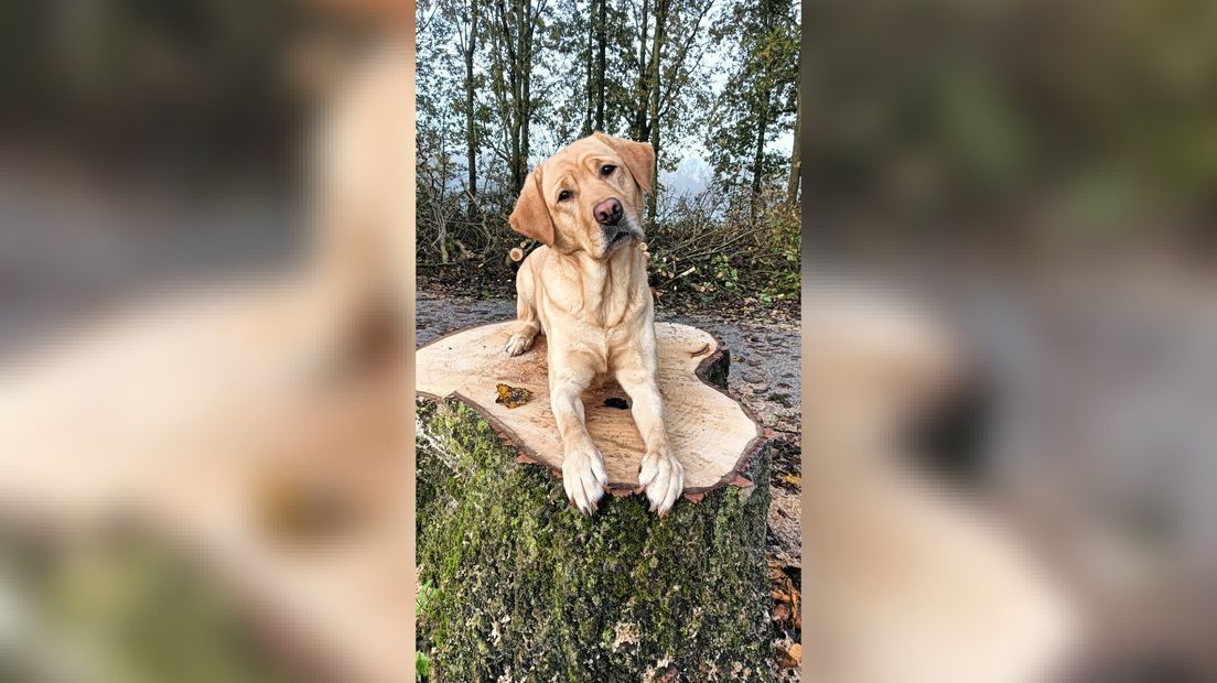 Helphûn Lobke fan baaske Klaske Jankuloski Visser