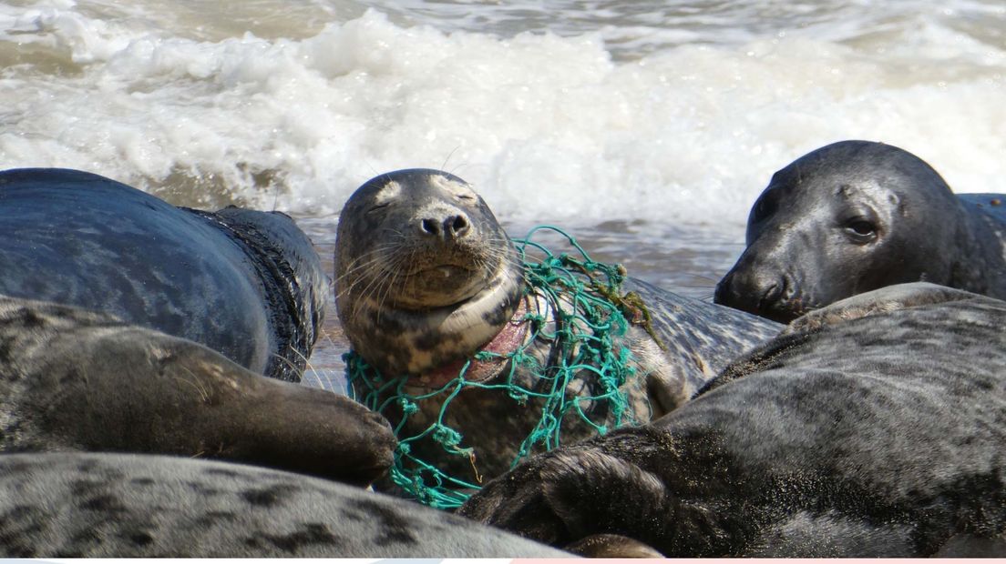 Een zeehond verstrikt in een net