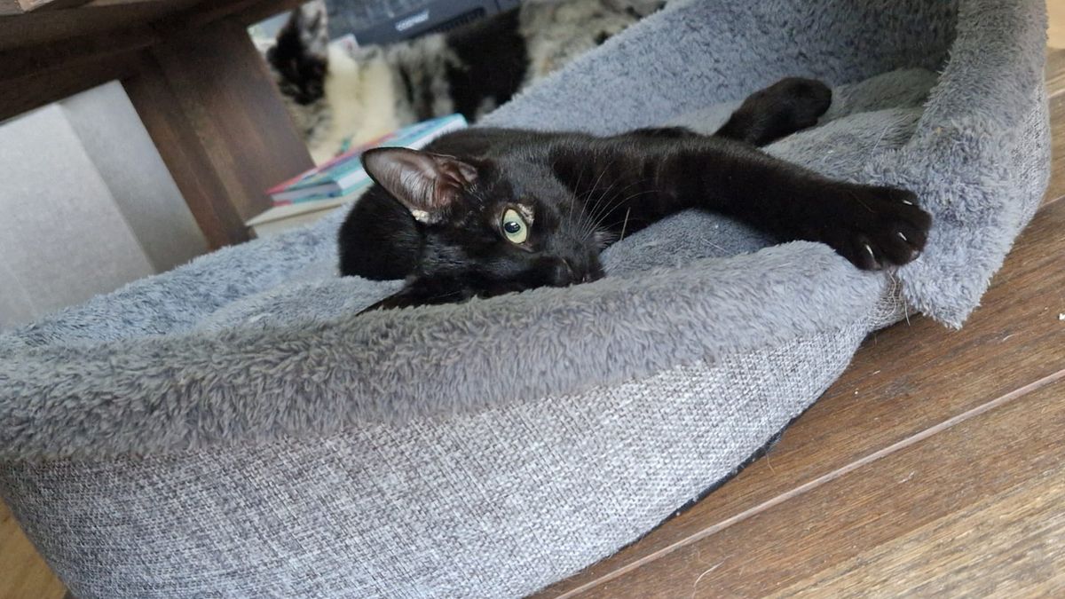 Jolanda uit Wierden liep zeldzaam virus op door kitten: 'Wil vooral waarschuwen'