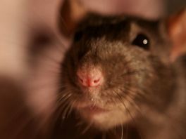 Gemeente gaat samen met woningcorporaties en Utrechters strijd tegen ratten aan