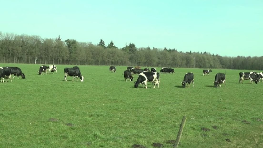 Koeien in de wei kunnen schrikken van geluid van de helikopter (Rechten: RTV Drenthe)