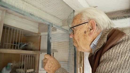 De tijd vliegt: postduivenvereniging viert eeuwfeest Home