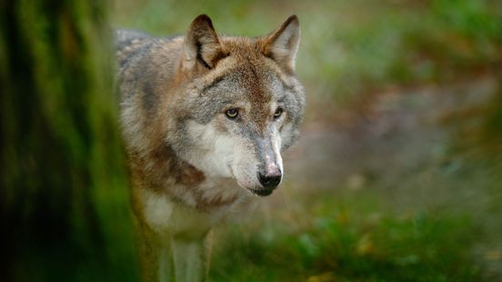 Foto: Wolf Hoge Veluwe vertoonde mogelijk al eerder afwijkend gedrag