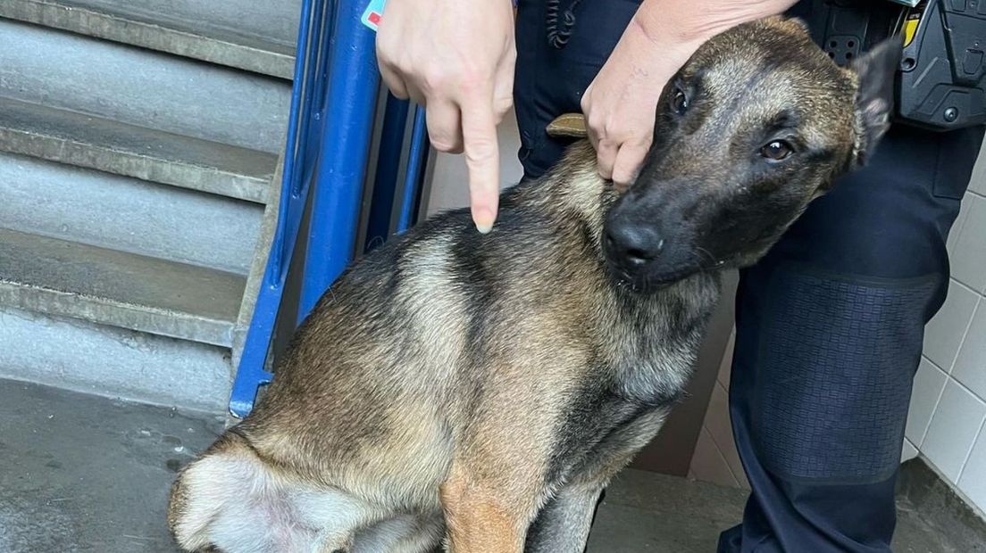 Hond gered van vies balkon