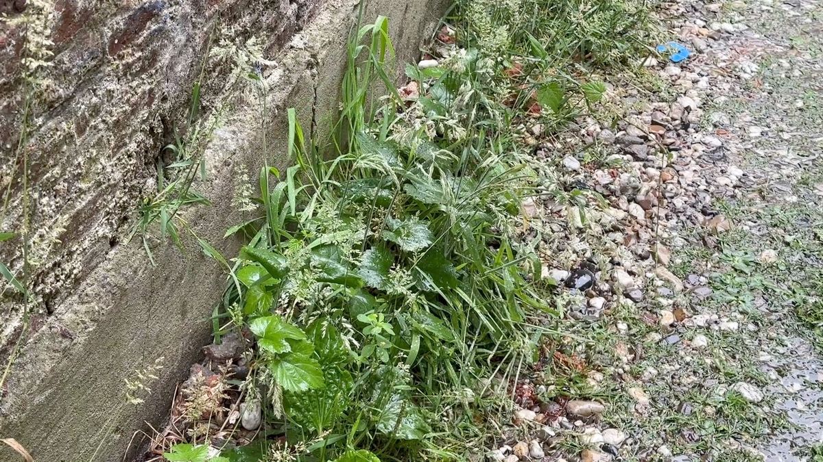 Onkruid wordt beter aangepakt, belooft gemeente Noardeast-Fryslân na klachten