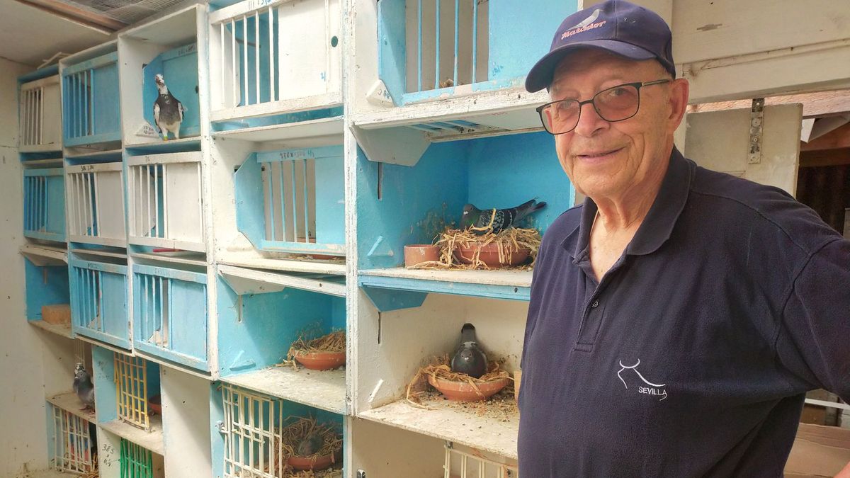 Herman Calon raakte zijn favoriete duiven kwijt bij wedstrijd in Frankrijk: 'Het zijn toch een beetj