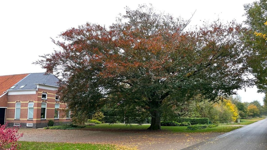 De bijna 140 jaar oude boom in Veele