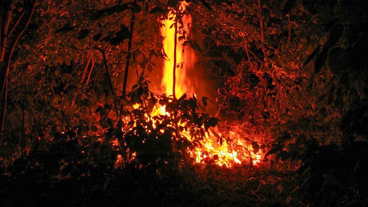 Brandweer Leeuwarden op zoek naar brandend bosje bij het Kalverdijkje