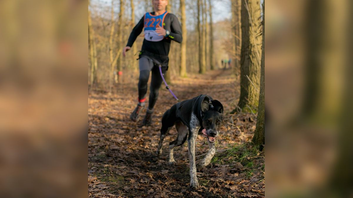 Canitrail bij Kustmarathon meteen populair: 'Als je door je hond getrokken wordt, is het of je windk