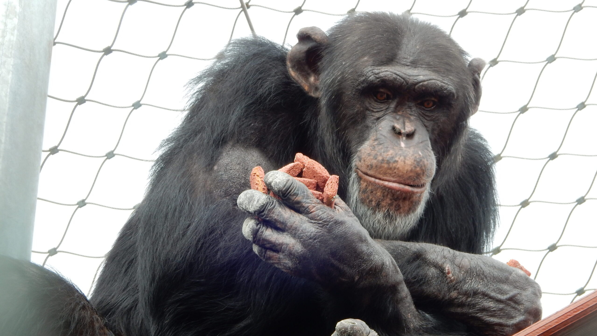 DierenPark Amersfoort krijgt een nieuwe chimpansee en die introductie is spannend