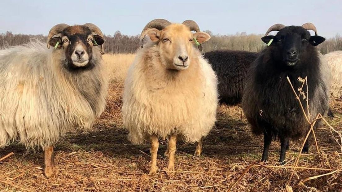 De Drentse heideschapen van het Benneveld