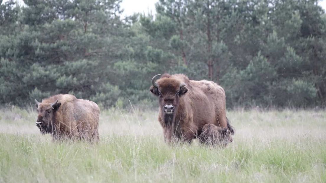 De wisentkalf op de Veluwe.