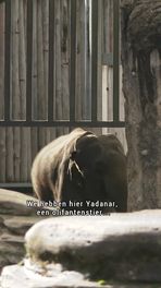 Olifant heeft geen zin in seks