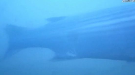 Zeevis zwemt via rivier naar Utrecht en duikt op bij visdeurbel Home