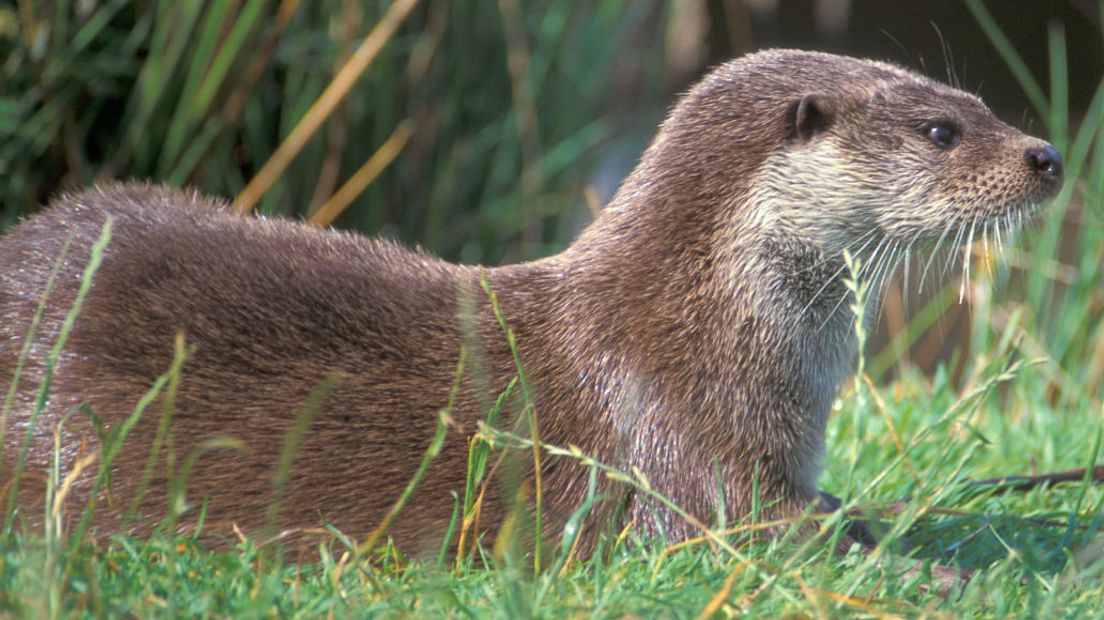 Een otter (Rechten: Free Nature Images / Mark Zekhuis)