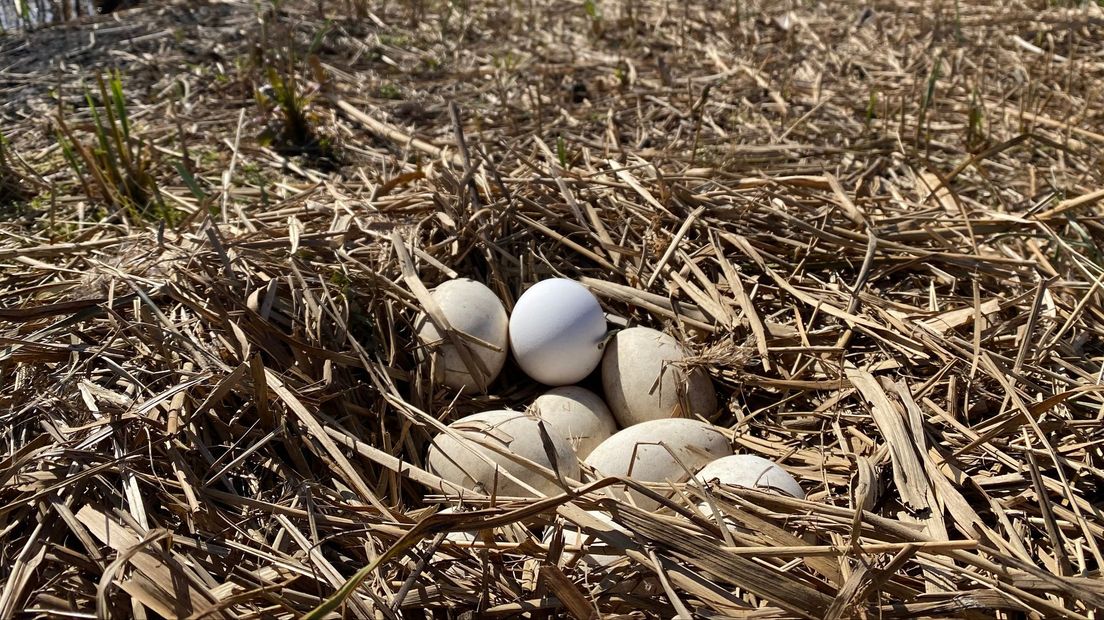 Eieren van een gans