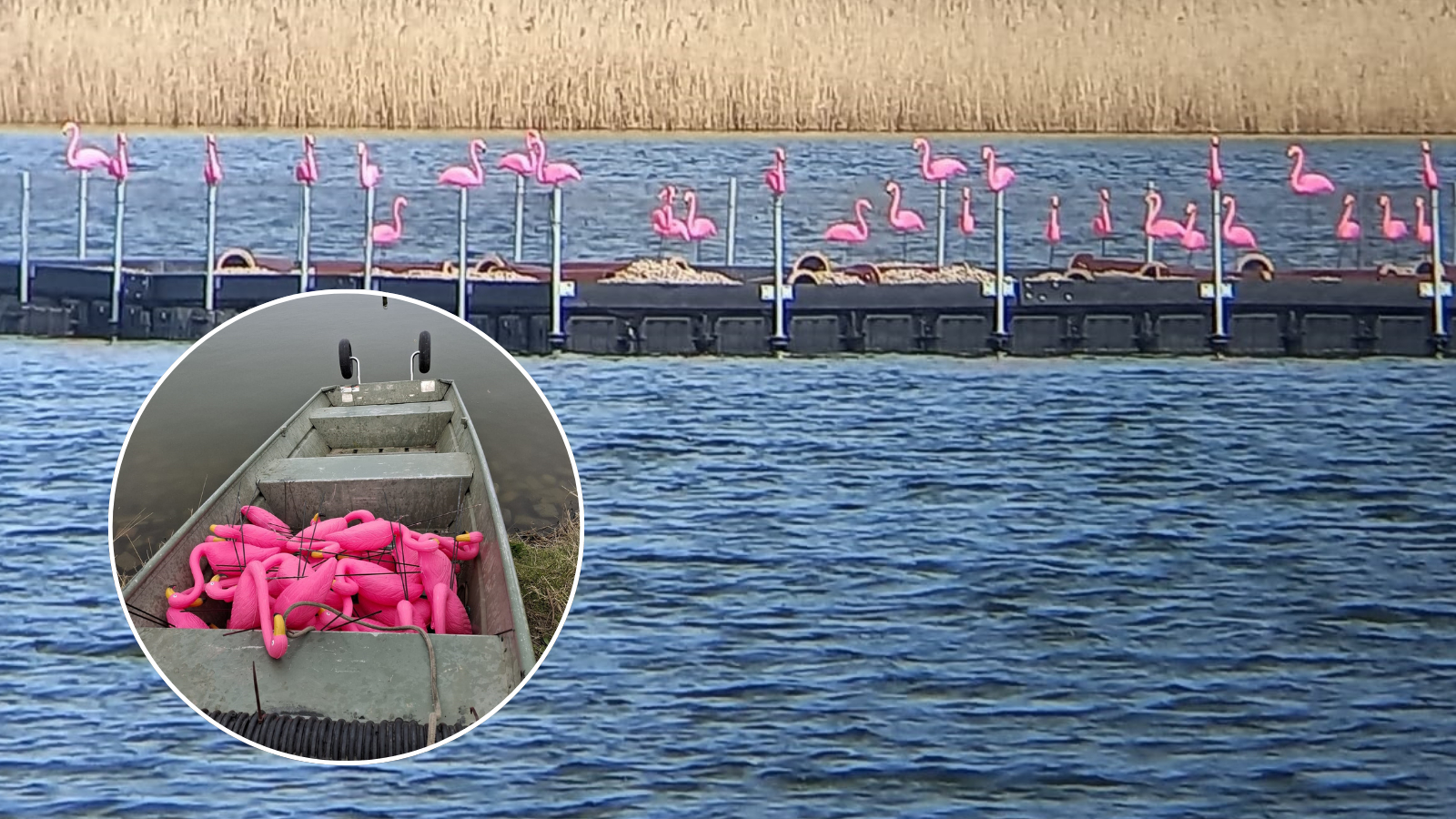 Tientallen plastic flamingo's duiken op in natuurgebied, boswachter niet blij met actie: 'Het is zo'n kwetsbaar gebied'