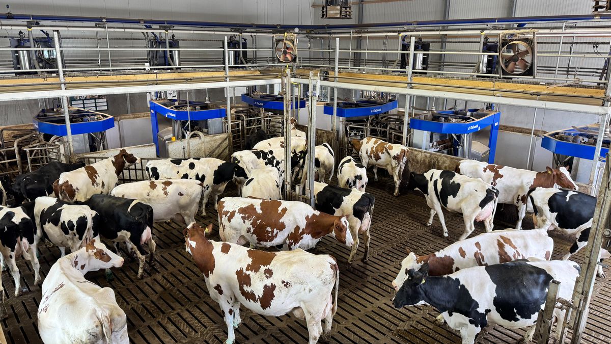 Het geheim van Merselo: hierdoor werden de broers Loonen 'Agrarisch Ondernemer van het Jaar'