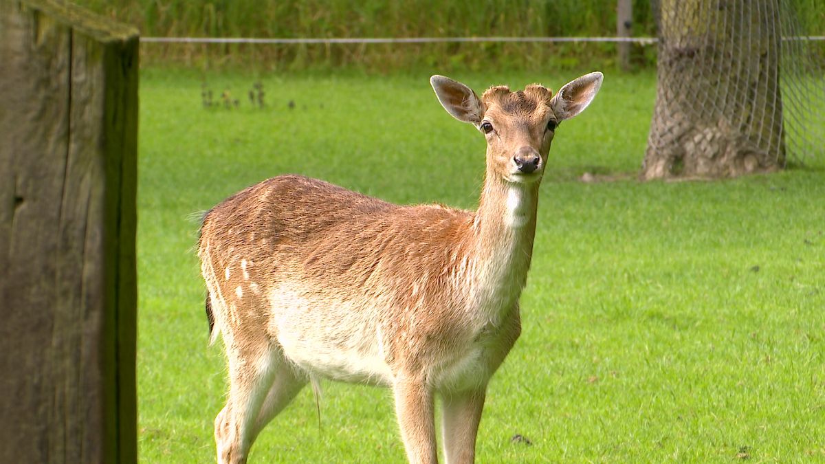 De hertjes in 's-Heerenhoek hebben honderden nieuwe baasjes