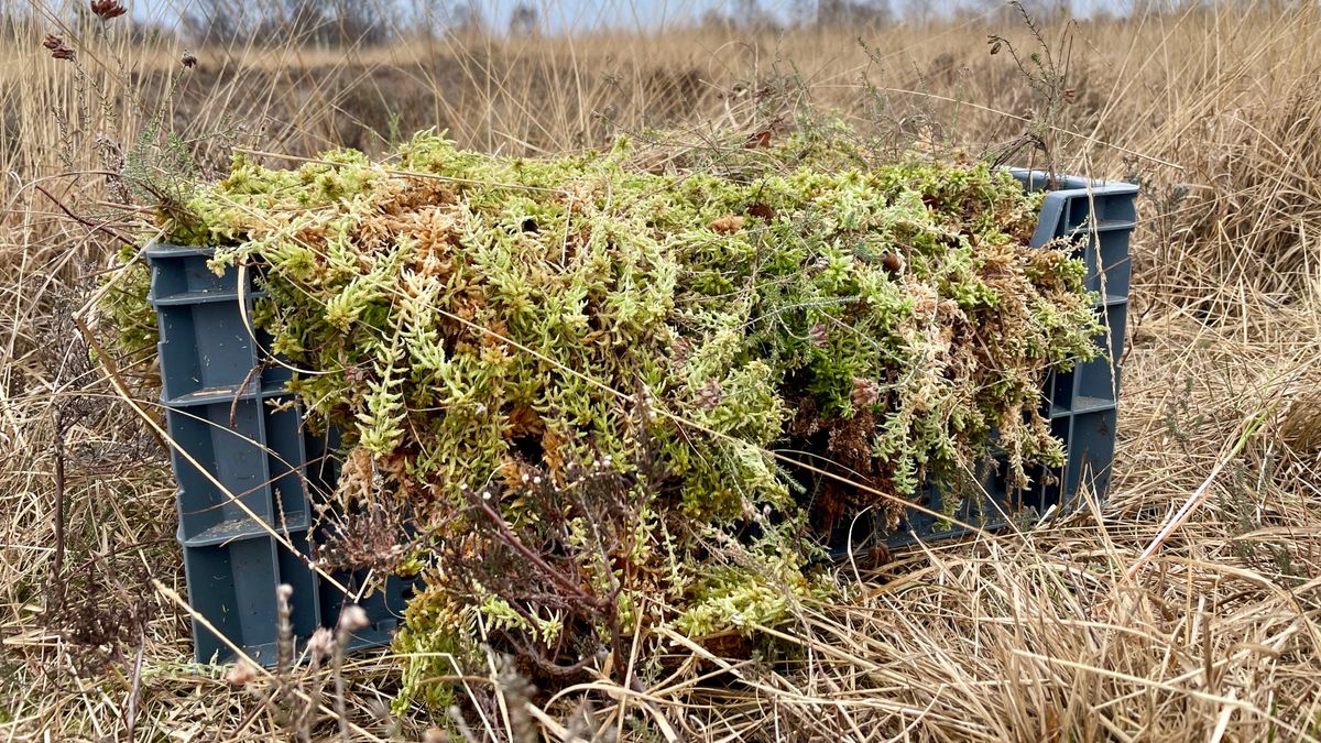 Ontwikkeling hoogveen stokt: extra veenmossen ingebracht
