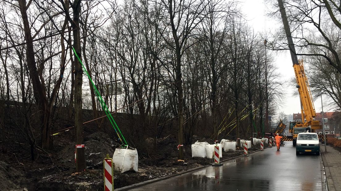 De bomen krijgen een tijdelijke plek bij de Helperzoomtunnel