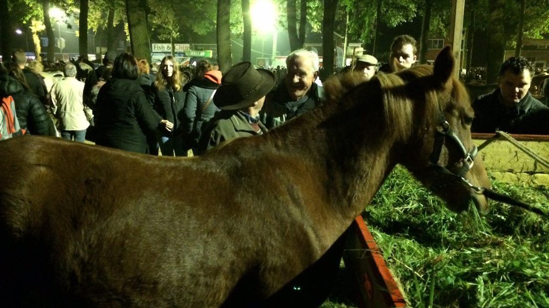 Paarden op de Zuidlaardermarkt (Rechten: Jeroen Kelderman/RTV Drenthe)