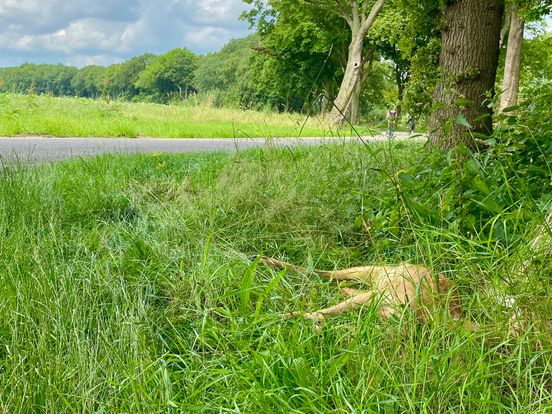 Drenten rijden te vaak door na aanrijding met ree: 'Melding is belangrijk'
