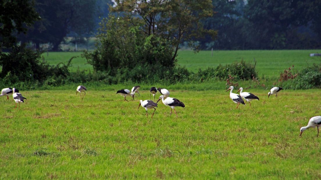 Foto via gemeente Elburg