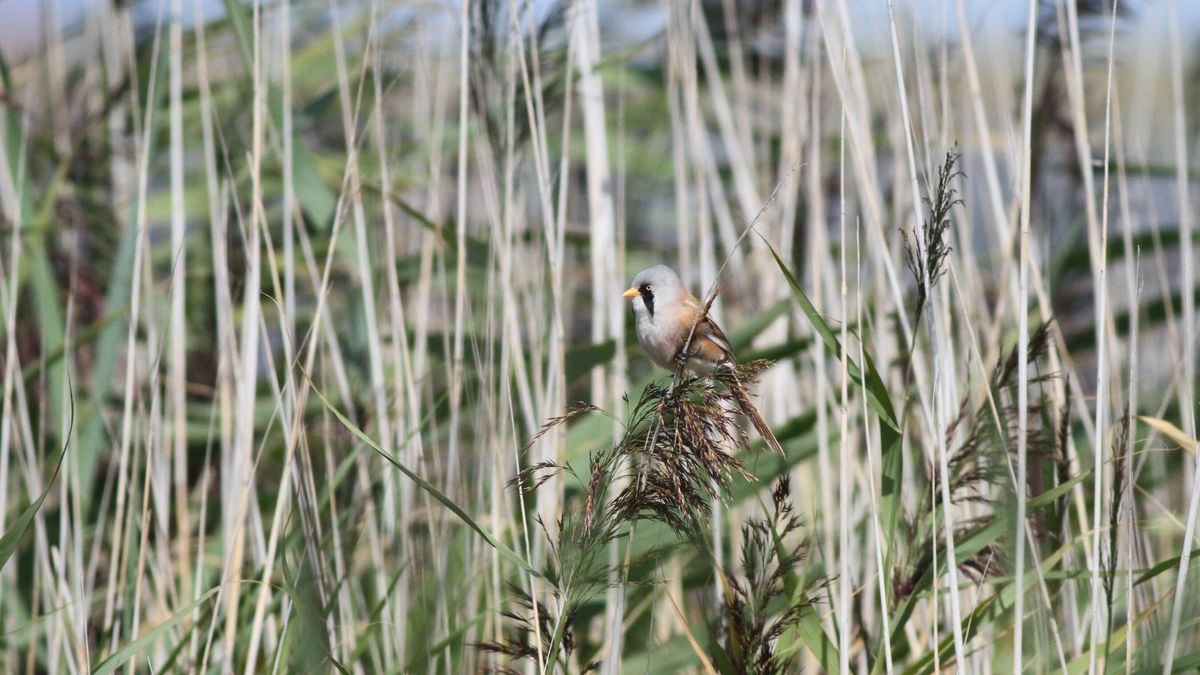 Zo overleven wilde dieren de winter in Drenthe: 'Sommigen passen hun hele maag-darmkanaal aan'