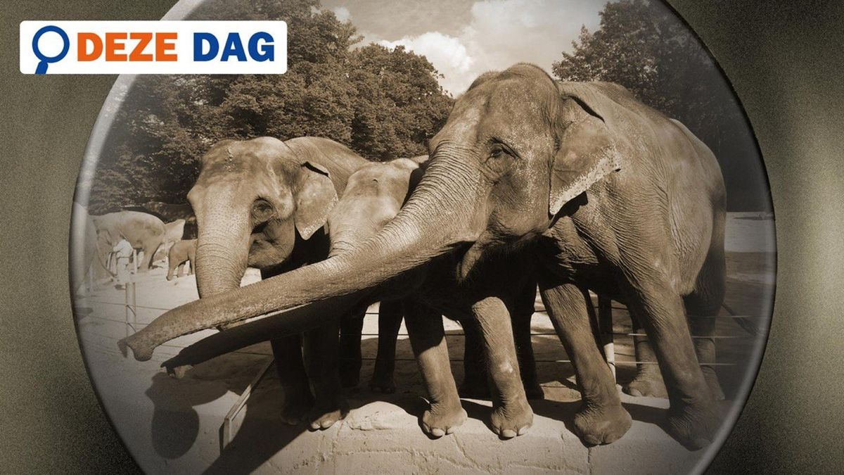 Deze dag in 2000: Een dierentuin in Groningen
