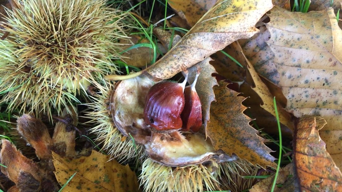 Tamme kastanjes, allerlei soorten bessen, noten, kruiden en paddenstoelen zijn geliefd bij wildplukkers