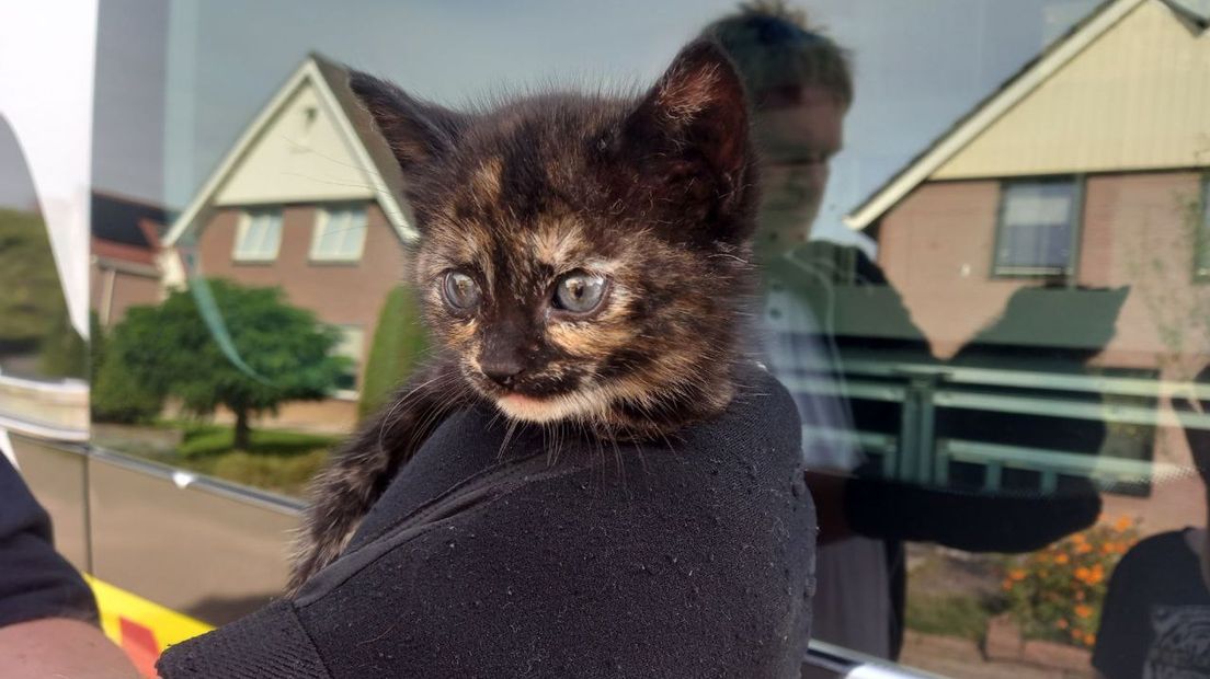 De kitten is overgedragen aan de Dierenambulance