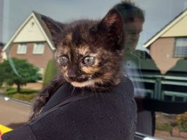 112 Nieuws: rioolput slokt kitten op | bestuurder vlucht na ongeval
