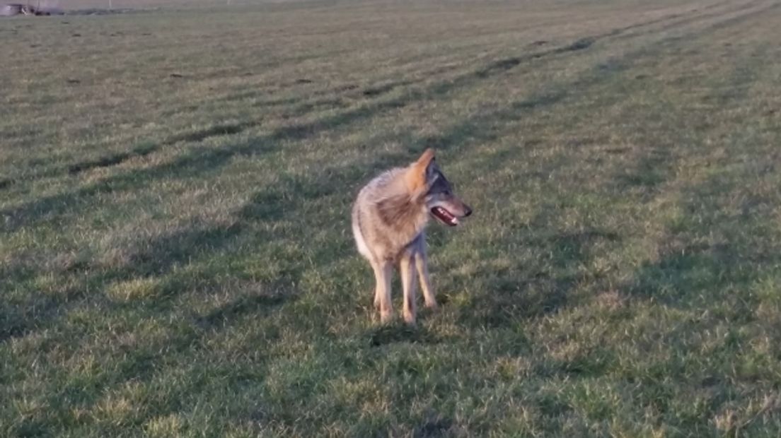 De wolf in Ekehaar (archieffoto RTV Drenthe)