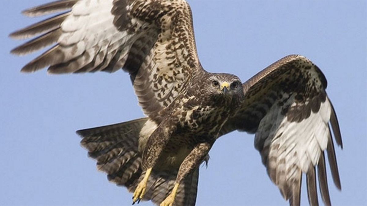 Profwielrenner aangevallen door buizerd: 'Met schot hagel uit de lucht