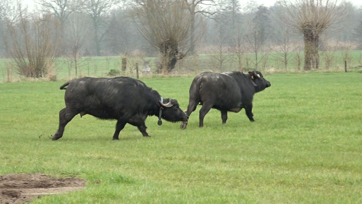 Buffels mogen eindelijk weer naar buiten en dansen erop los
