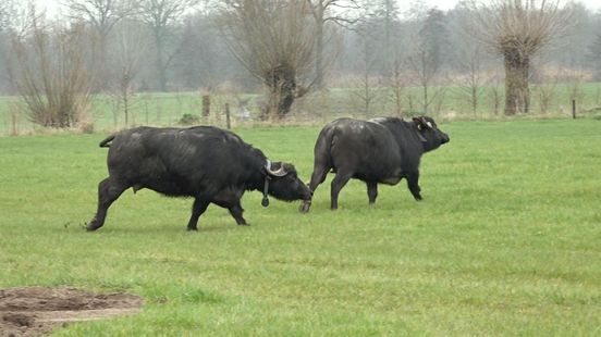 Buffels mogen eindelijk weer naar buiten en dansen erop los