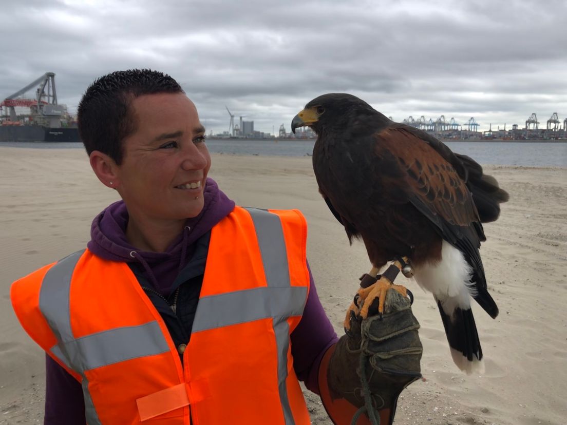 Valkenier Angelique van Linden, met een van de natuurlijke vijanden van de zeemeeuw