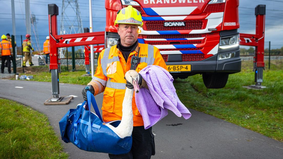 Zwaan bevrijd uit bovenleiding bij Zwolle, maar overlevingskans is klein