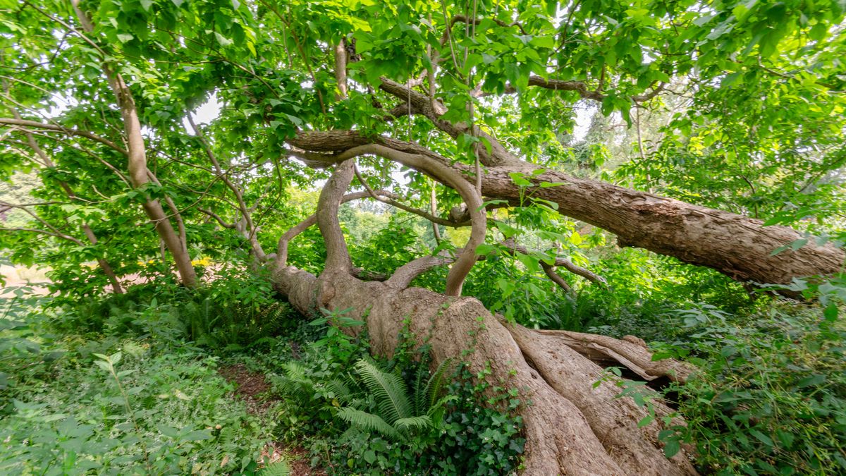 Drentse Oma Catalpa grijpt net naast winst in Boom van het Jaar-verkiezing