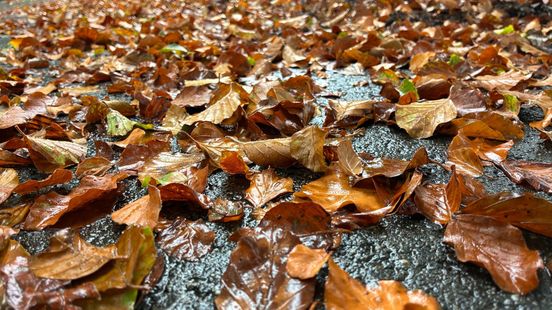 Is de herfst al begonnen? Overal vallende oranje bladeren: dit is de oorzaak