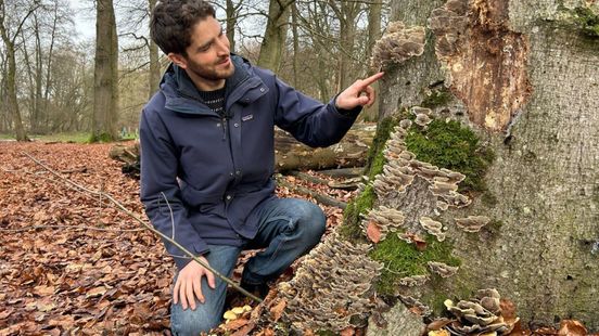 Speuren naar sporen van 'winterpaddenstoelen'