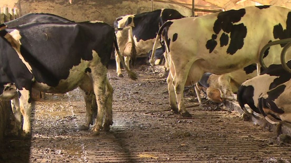 Mest van koeien moet worden omgezet in biogas (Rechten: Joris Barske/RTV Drenthe)