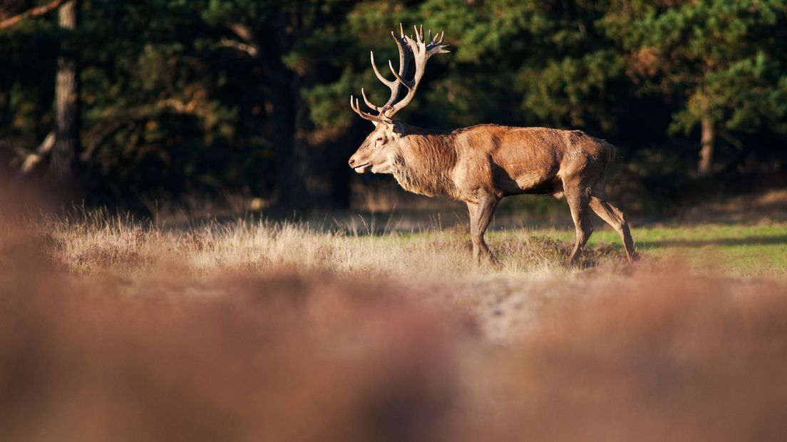 Een hert op de Veluwe.