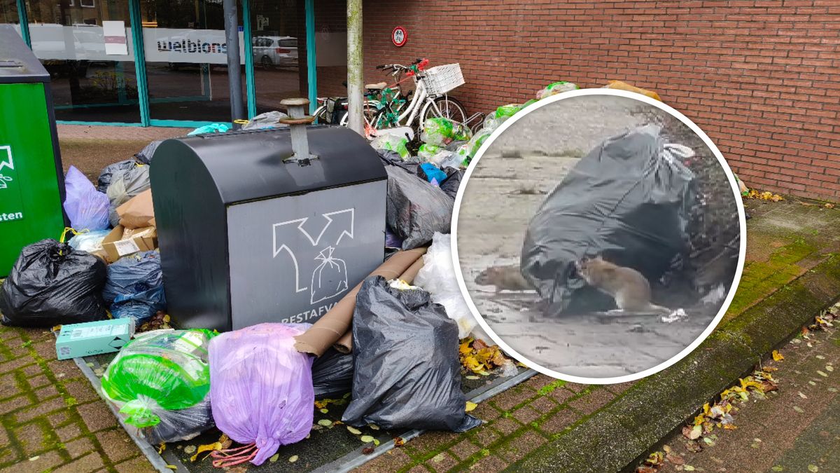 Evelien is klaar met de ratten in haar buurt: 'We kijken naar andere woningen'